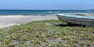 Beach Front Lot For Sale with Wide Frontage, Along a Wide Cemented Road, Stones Throw to Mansions, Bacnotan, La Union