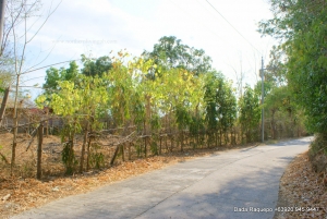 Lot with Improvements, along cemented road, Mountain View, San Fernando City, La Union