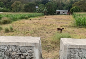 Lot by the the New By-Pass Road, Lubing, San Juan, La Union